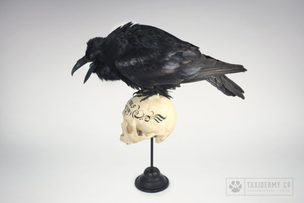 Taxidermy Raven On Skull