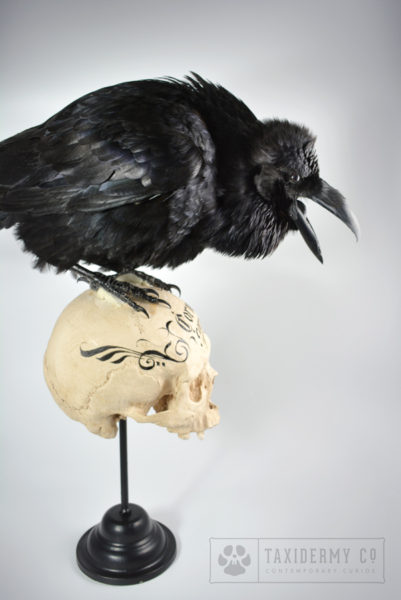 Taxidermy Common Raven For Sale