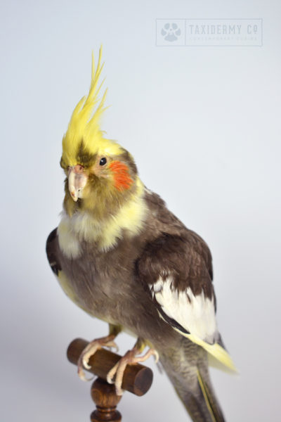 Taxidermy Cockatiel Parrot