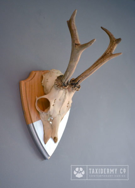 Roe Deer Skull Antlers