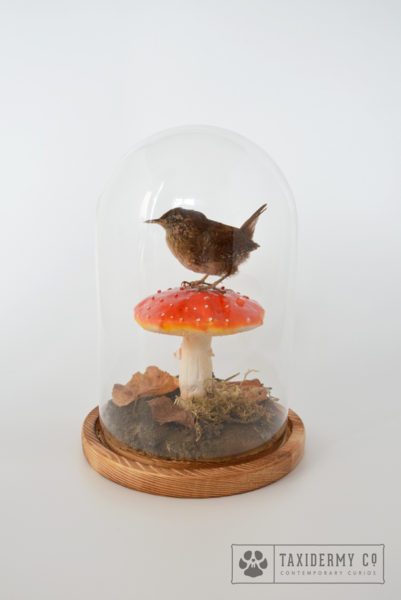Taxidermy Wren Bird Mushroom
