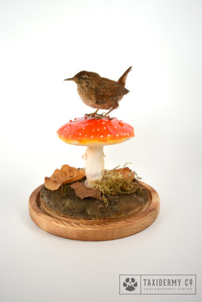 Taxidermy Wren Bird Mushroom