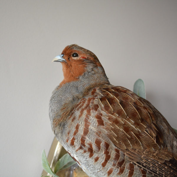 Taxidermy Partridge Pear Tree