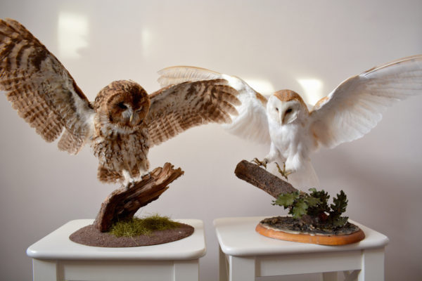 Taxidermy Owls