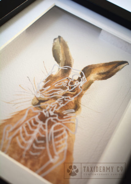 Hare-Skeleton-Wildlife Art