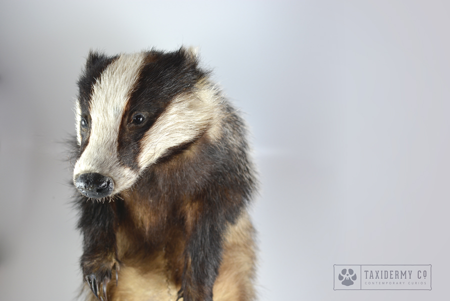 Taxidermy Eurasian Badger