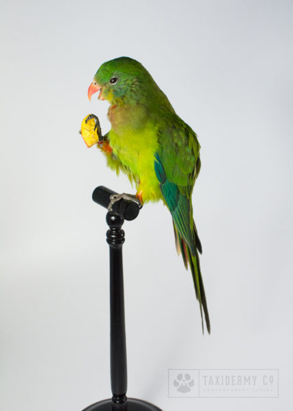 Taxidermy Parakeet