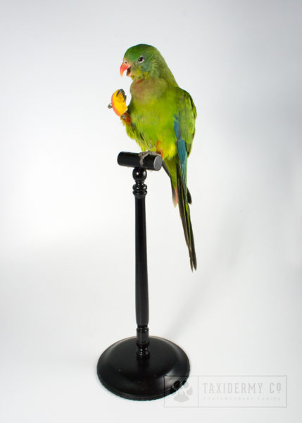 Taxidermy Parakeet Parrot