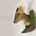 Taxidermy Muntjac Deer