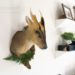 Taxidermy Muntjac
