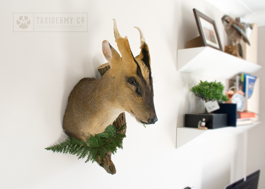 Taxidermy Muntjac