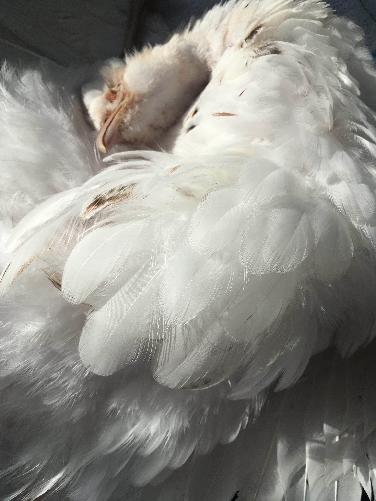 White Hen Pheasant Taxidermy