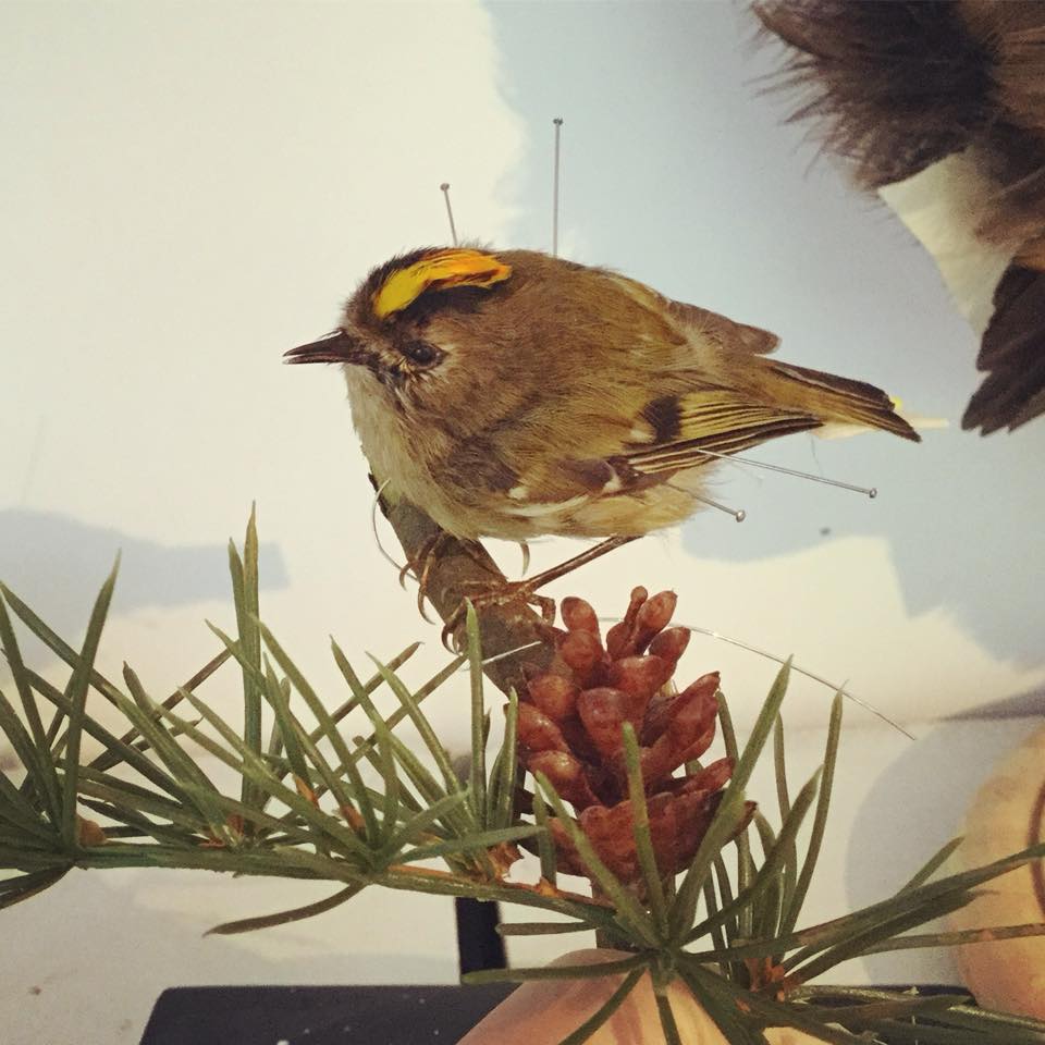 Taxidermy Goldcrest Small Bird