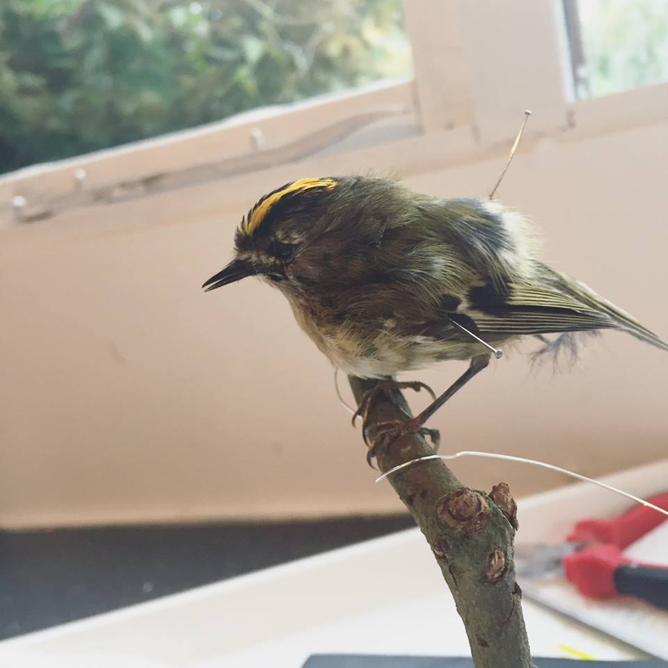 Taxidermy Goldcrest