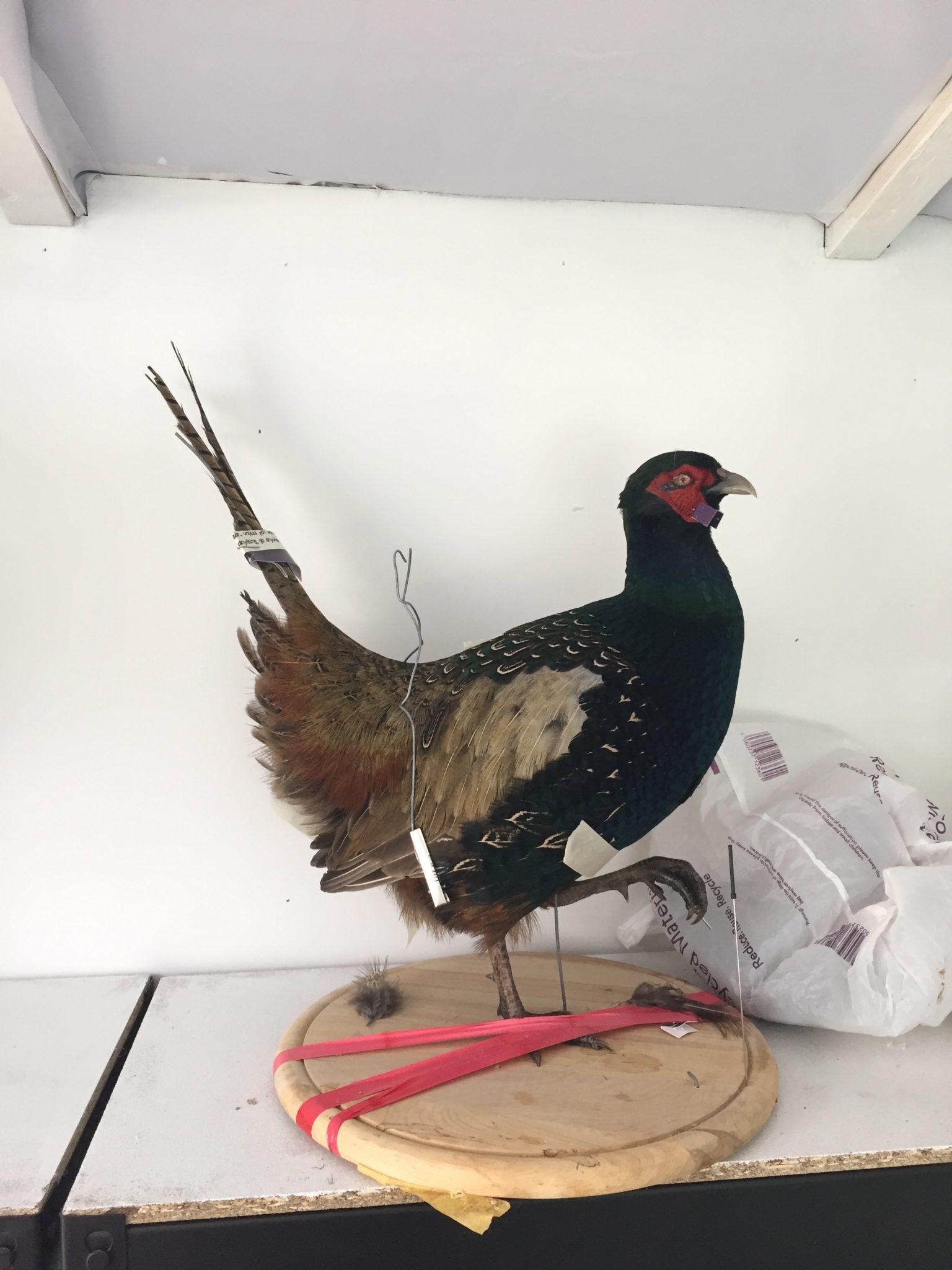 Melanistic Black Pheasant Taxidermy Process