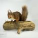 Taxidermy Red Squirrel