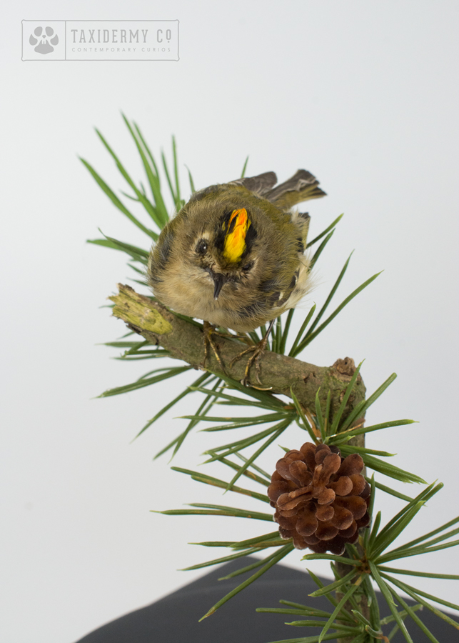 Taxidermy Goldcrest