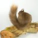 Taxidermy Red Squirrel