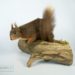 Taxidermy Red Squirrel