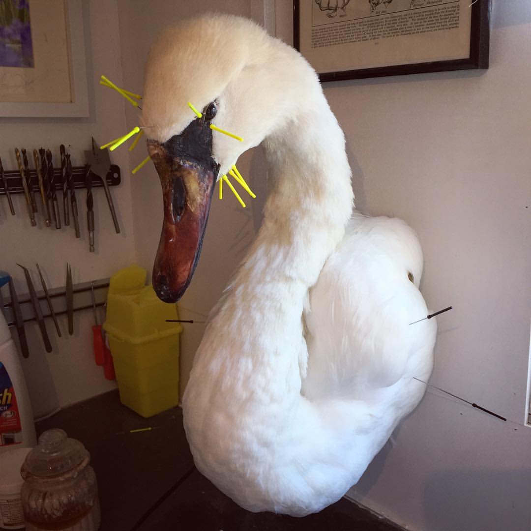 Taxidermy Mute Swan