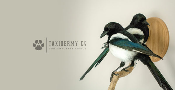 Taxidermy Magpies 2