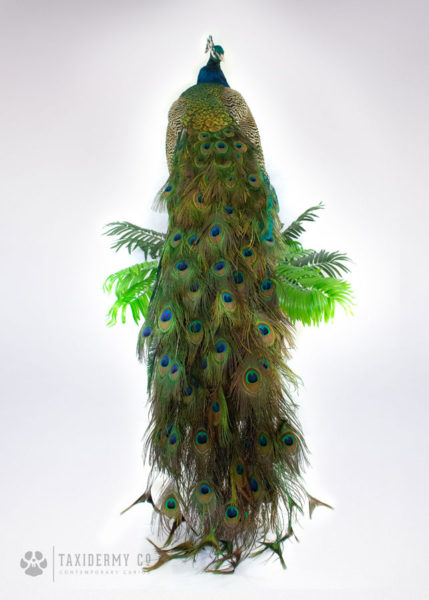 Taxidermy Peacock Indian Peafowl