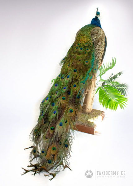 Taxidermy Peacock