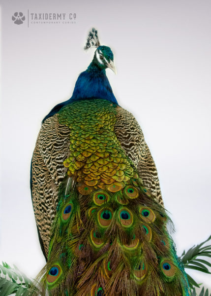 Taxidermy Peacock For Sale