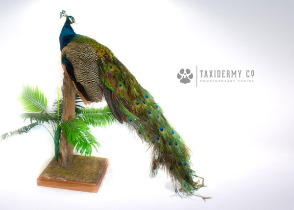 Taxidermy Peacock For Sale