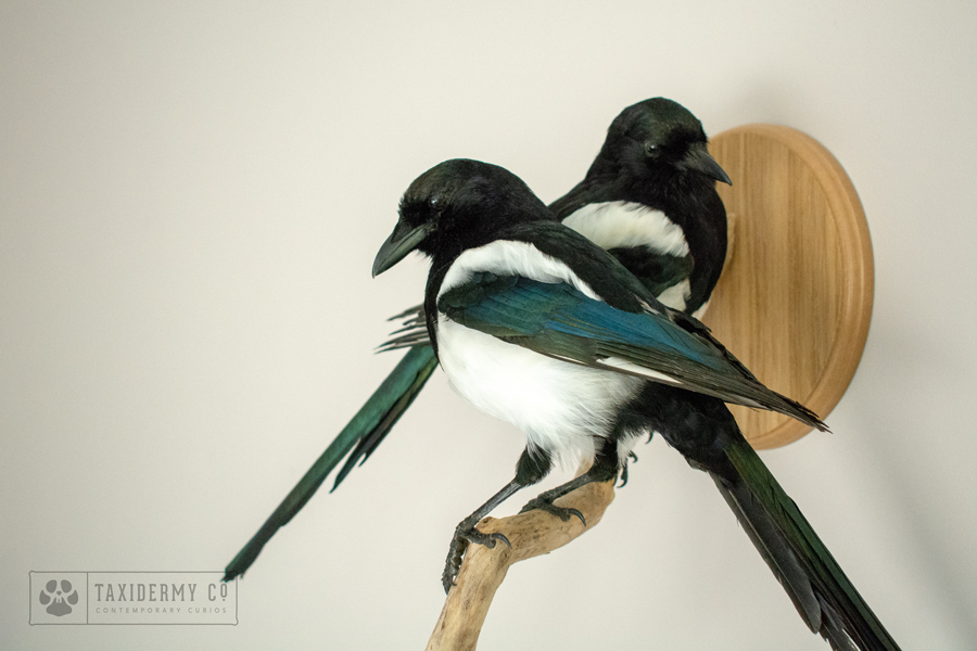 Taxidermy Magpies