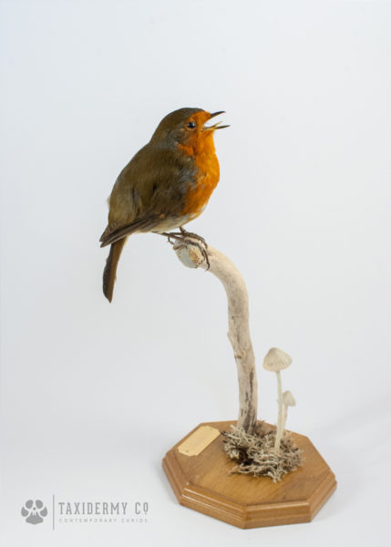 Taxidermy Robin