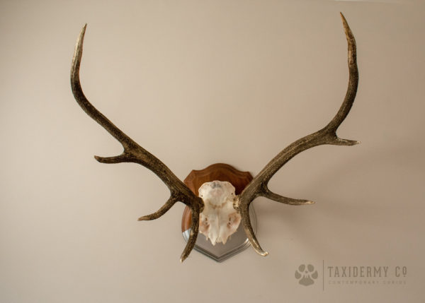 Red Stag Antlers For Sale