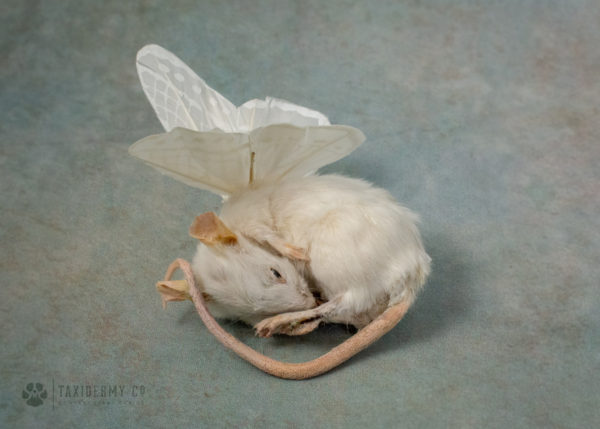 Taxidermy Angel Mouse WIngs