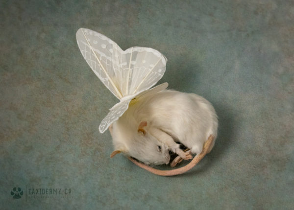 Taxidermy Sleeping Mouse with Wings