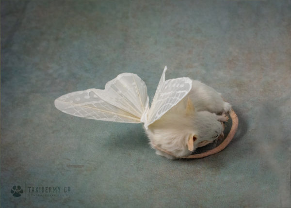 Taxidermy Sleeping Mouse with Wings