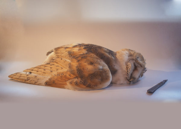 Dead-Barn-Owl-Image