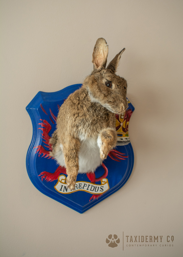 Bespoke Taxidermy Rabbit on Shield
