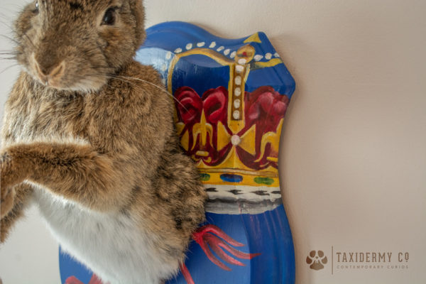 Taxidermy Rabbit on Custom Painted Shield Art