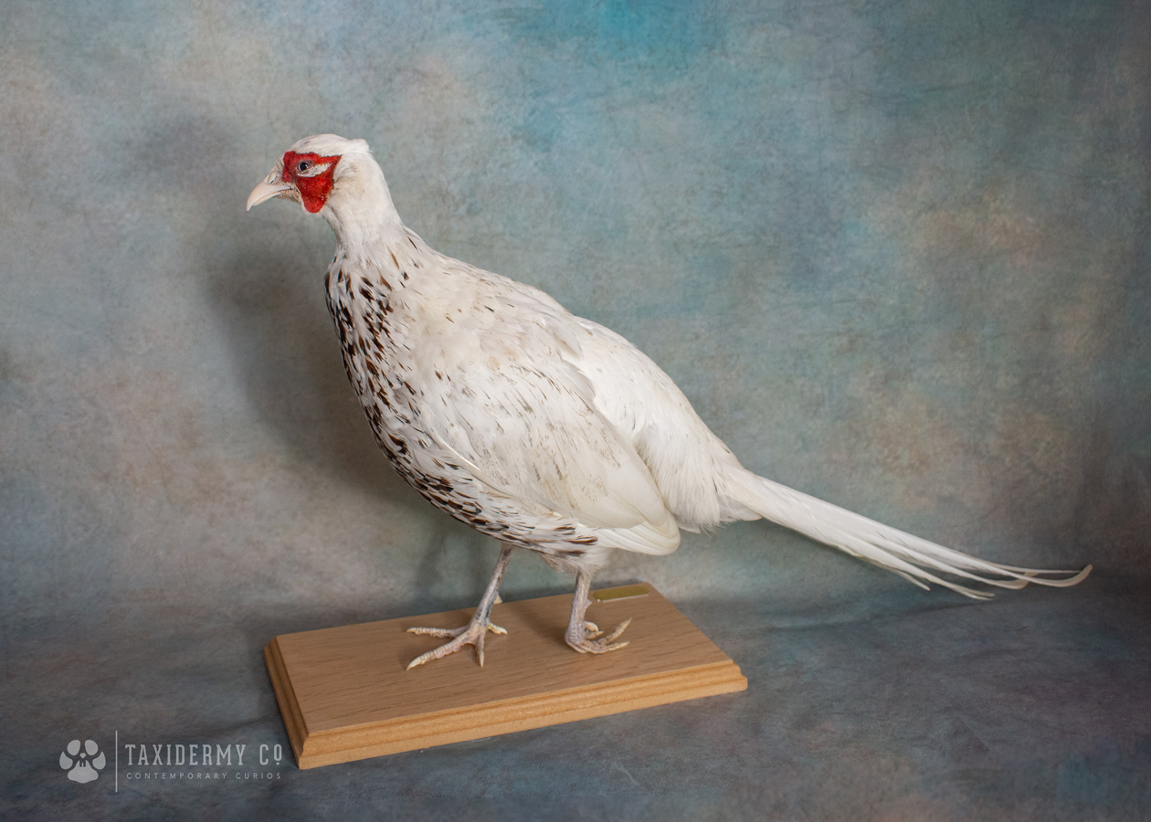 White-Pheasant-Taxidermy