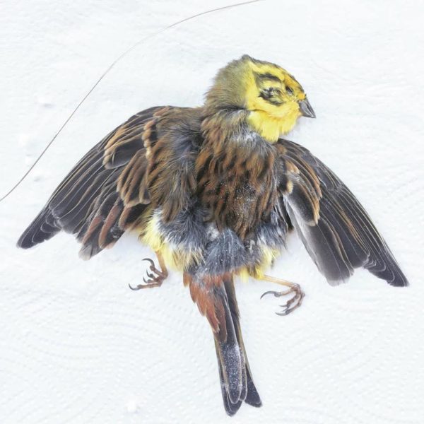 Taxidermy Bird Skin
