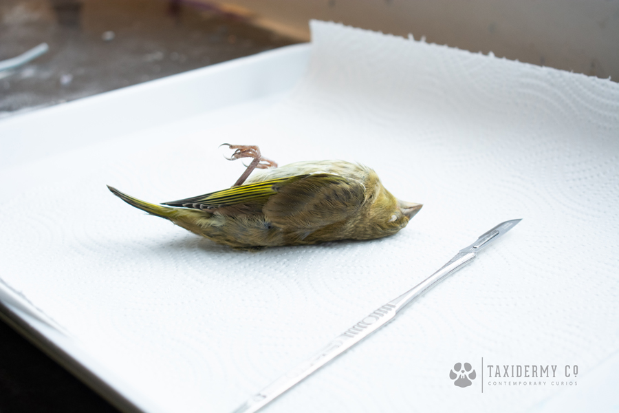 Taxidermy Dead Bird