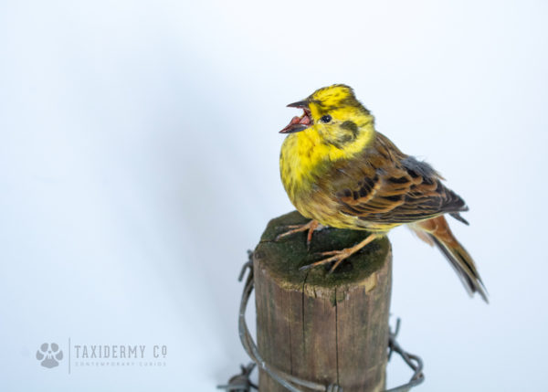 Taxidermy Yellowhammer Bird
