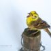 Taxidermy Yellowhammer Bird