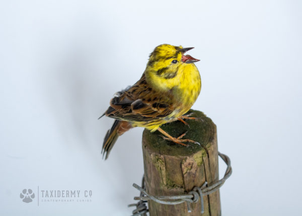 Taxidermy Yellowhammer Bird Suffolk Wildlife