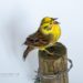Taxidermy Yellowhammer Bird Suffolk Wildlife