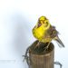 Taxidermy Yellowhammer Bird Suffolk Wildlife