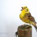 Taxidermy Yellowhammer
