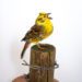 Taxidermy Yellowhammer Bird