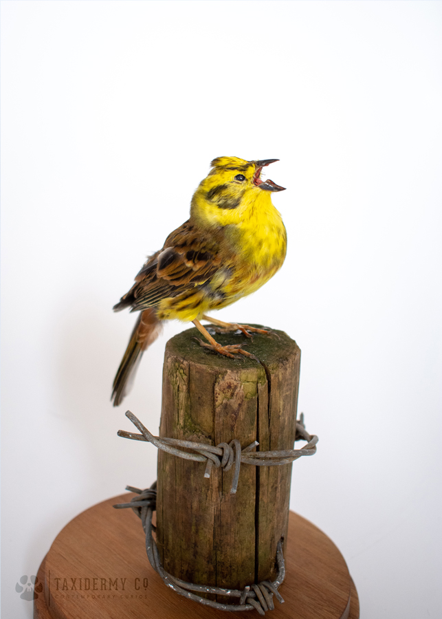 Taxidermy Yellowhammer Bird
