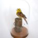 Taxidermy Yellowhammer Bird Suffolk Wildlife